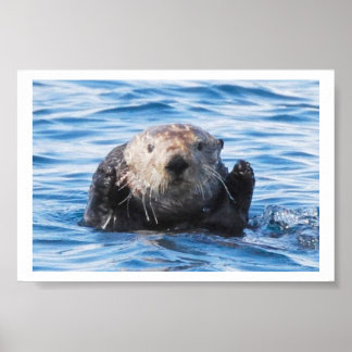 Zee Otter Poster