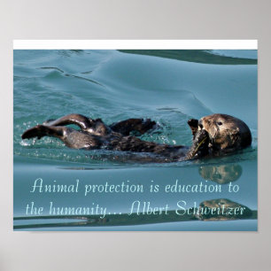 Zee otter Reflection met het Beeldende poster van