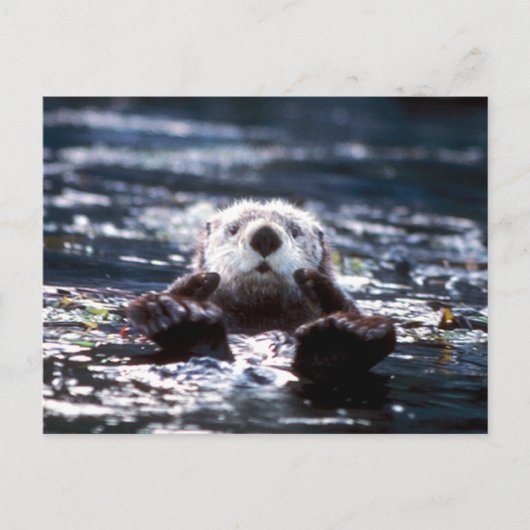 Zee Otter Swimming Briefkaart (Voorkant)