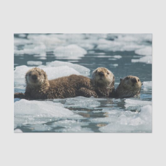 Zee Otter Tissuepapier (Voorkant)