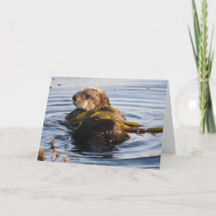 Zee Otter verpakt in Kelp Kaart