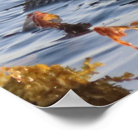 Zee Otter verpakt in Kelp Poster (Hoek)