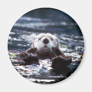 Zee otter zwemmen magneet