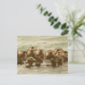 Zee Otters Briefkaart (Staand voorkant)