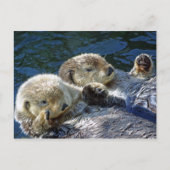 Zee-otters Briefkaart (Voorkant)