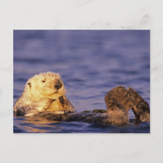 Zee Otters, Enhydra lutris 4 Briefkaart (Voorkant)