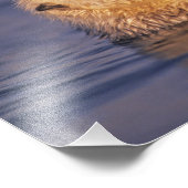 Zee Otters, Enhydra lutris 5 Foto Afdruk (Hoek)