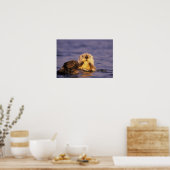 Zee Otters, Enhydra lutris 5 Poster (Keuken)