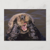Zee Otters, Enhydra lutris 6 Briefkaart (Voorkant)