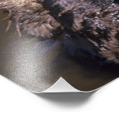 Zee Otters, Enhydra lutris 6 Foto Afdruk (Hoek)