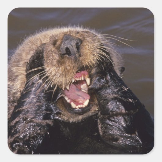 Zee Otters, Enhydra lutris 6 Vierkante Sticker (Voorkant)