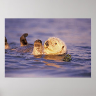Zee Otters, Enhydra lutris Poster