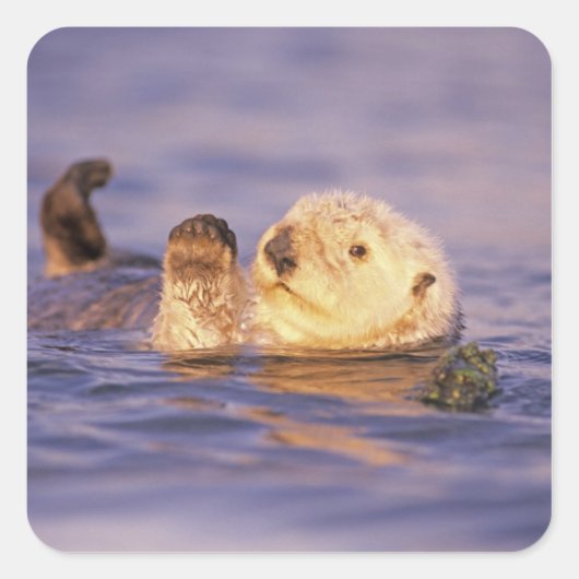 Zee Otters, Enhydra lutris Vierkante Sticker (Voorkant)