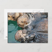 Zee Otters in Capture Pens Briefkaart (Voorkant / Achterkant)
