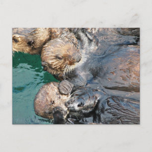 Zee Otters in Capture Pens Briefkaart
