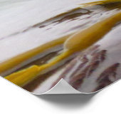 Zee Otters Love Crab for Breakfast Poster (Hoek)