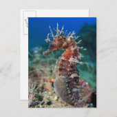 Zee paard | Hippocampus Ramulosus Briefkaart (Voorkant / Achterkant)