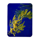 Zee paard magneet (Verticaal)