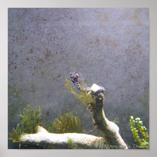 Zee paard poster (Voorkant)