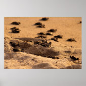 Zee Poster (Voorkant)