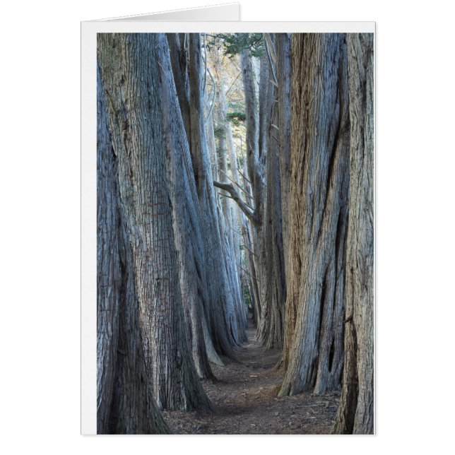 Zee Ranch, CA (Voorkant)