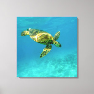 Zee Scheerschildpad zwemt in turkooizen oceaanwate Canvas Afdruk