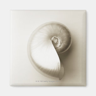 Zee schelp 2 magneet