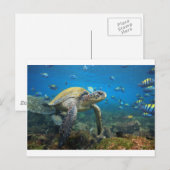 Zee schildpad in lagune Galapagos Briefkaart (Voorkant / Achterkant)