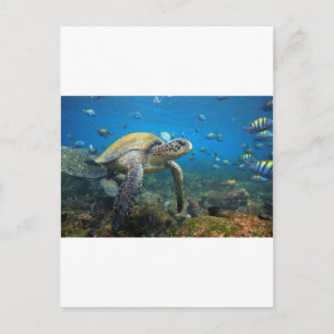 Zee schildpad in lagune Galapagos Briefkaart