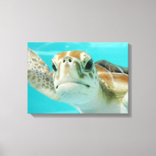 Zee schildpad in Mexicaans waterscanvas met platte Canvas Afdruk