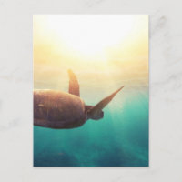Zee schildpad - Natuur onderwater Fotografie