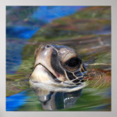 Zee schildpad omhoog Poster (Voorkant)