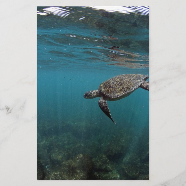 Zee schildpad onderwater Galapagos-eilanden (Voorkant)