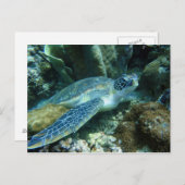 Zee Schildpad op de zeebodem Foto Briefkaart (Voorkant / Achterkant)