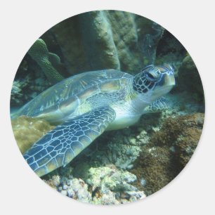 Zee Schildpad op de zeebodem Foto Ronde Sticker