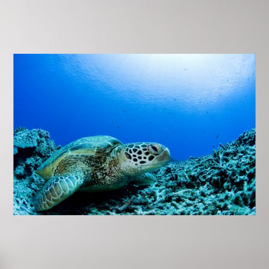 Zee schildpad rust onder water 2 poster (Voorkant)
