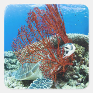 Zee schildpad rust onder water 2 vierkante sticker
