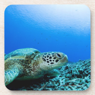 Zee schildpad rust onder water bier onderzetter