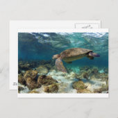 Zee schildpad zwemt op het eiland lagune paradijs briefkaart (Voorkant / Achterkant)