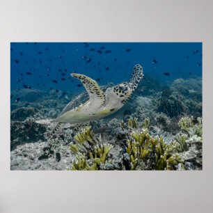 Zee Schildpad Zwemt Poster