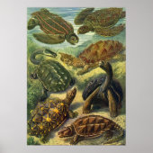 Zee schildpadden en schildpadden van Ernst Haecke Poster (Voorkant)