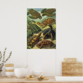  Zee schildpadden en schildpadden van Ernst Haecke Poster (Keuken)