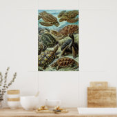 Zee schildpadden en schildpadden van Ernst Haeckel Poster (Keuken)