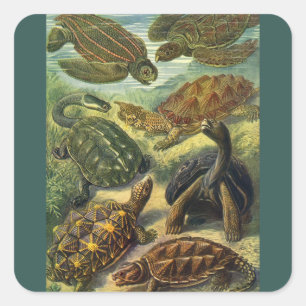 Zee Schildpadden Vintage Landschildpad by Ernst Ha Vierkante Sticker