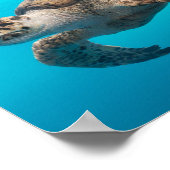 Zee schildpadzwemmen poster (Hoek)