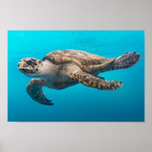 Zee schildpadzwemmen poster (Voorkant)