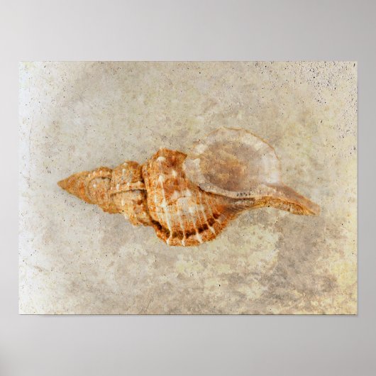 Zee Shell  Antiek Ocean Beach Textuur Poster (Voorkant)