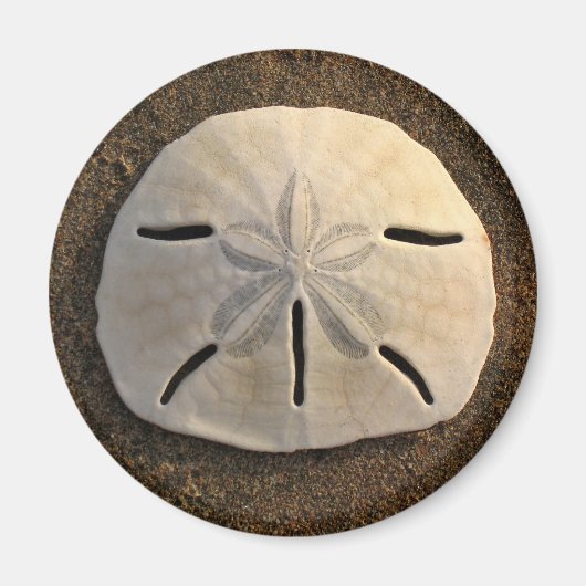 Zee Shell Beach Magnet Sand Dollar Magneet (Voorkant)