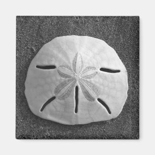 Zee Shell Beach Magnet Sand Dollar Magneet