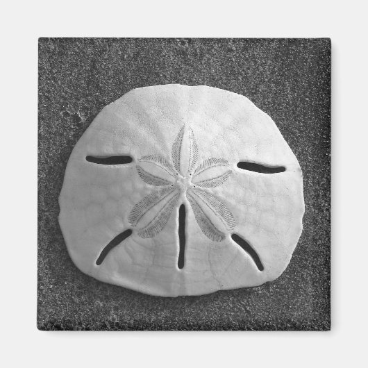 Zee Shell Beach Magnet Sand Dollar Magneet (Voorkant)